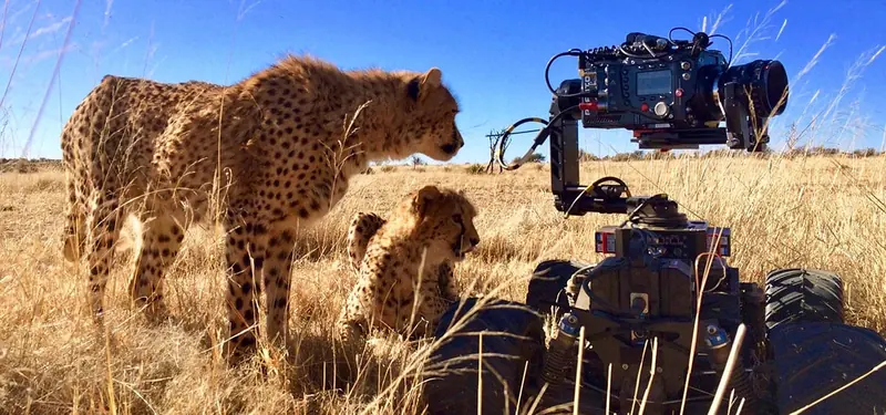 Newton stabilized remote head on a Motion Impossible dolly for BBC Big Cats